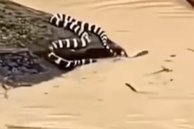 900 snakes escape after floods hit Chinese region 900 snakes escape after floods hit Chinese region