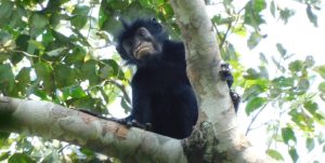 Monkey with orange lips identified as newfound species