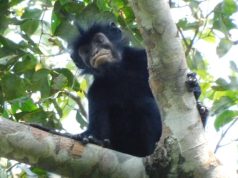 Monkey with orange lips identified as newfound species Monkey with orange lips identified as newfound species