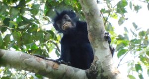 Monkey with orange lips identified as newfound species Monkey with orange lips identified as newfound species