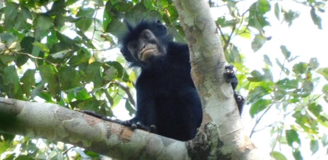 Monkey with orange lips identified as newfound species