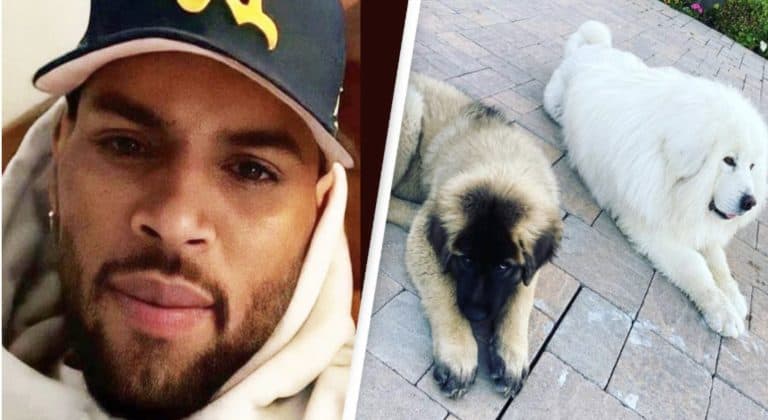 Chris Brown to compensate Ex-housekeeper $13m after dog a.ttack 1 Chris Brown to compensate Ex-housekeeper $13m after dog a.ttack