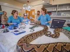 UK zoo saves cancer-stricken python with pioneering treatment cancer-stricken python