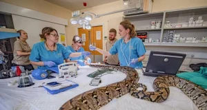 UK zoo saves cancer-stricken python with pioneering treatment cancer-stricken python