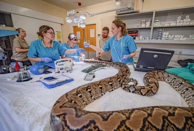 cancer-stricken python