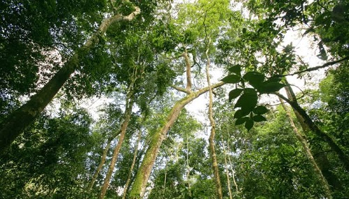 28 human skulls & bones suspected to be k!dnapped victims found in Abia forests ABIA FORESTS