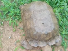 420-year-old tortoise at Alaafin’s palace d!es 420-year-old tortoise at Alaafin’s palace d!es