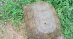 420-year-old tortoise at Alaafin’s palace d!es 420-year-old tortoise at Alaafin’s palace d!es