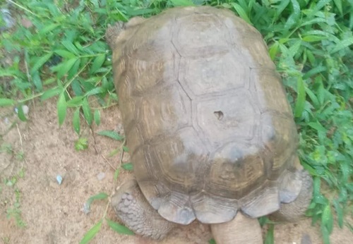 420-year-old tortoise at Alaafin’s palace d!es 420-year-old tortoise at Alaafin’s palace d!es