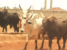 Oyo enforces anti-open grazing law, impounds cows