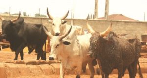 Oyo enforces anti-open grazing law, impounds cows